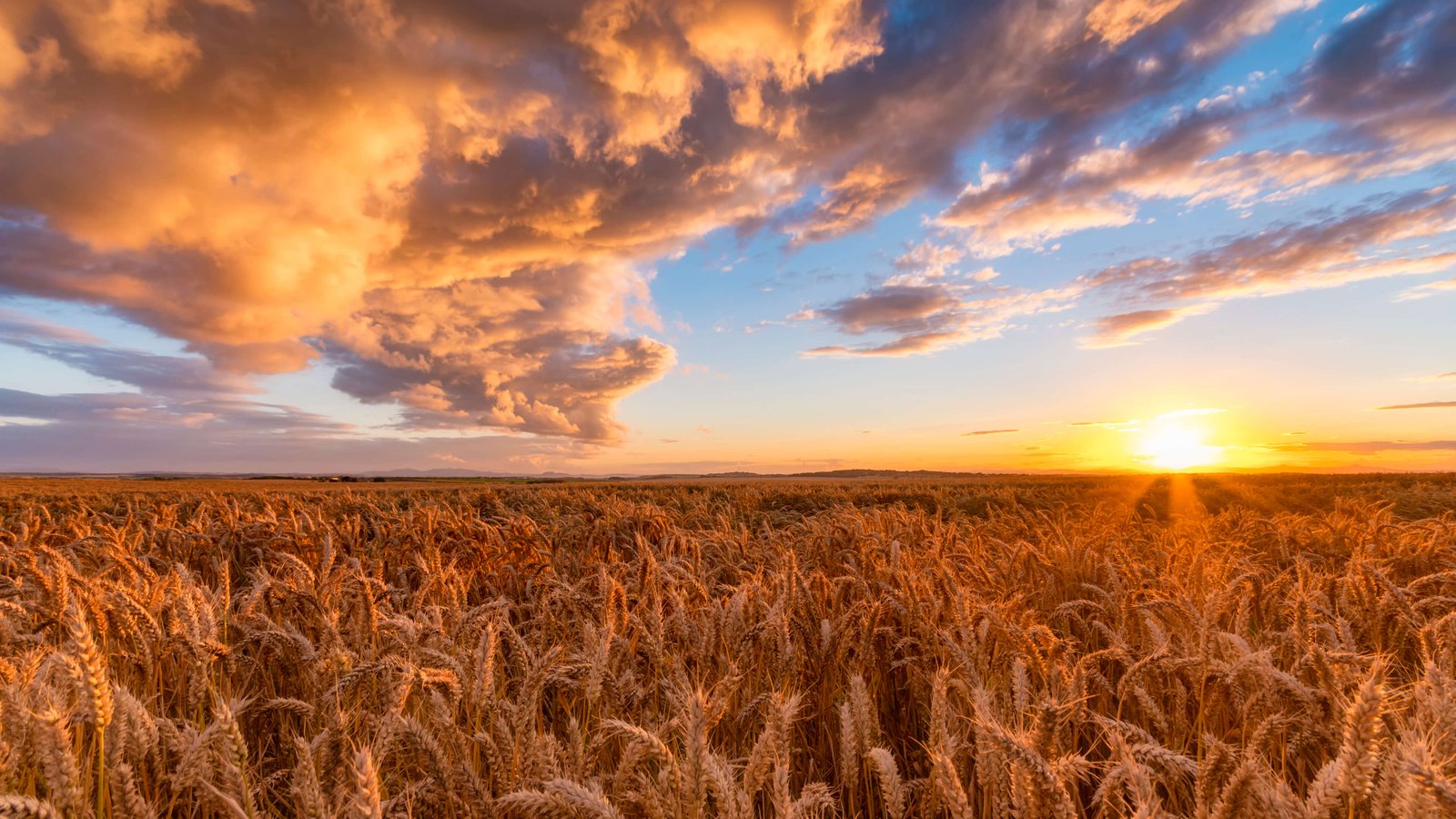 meen